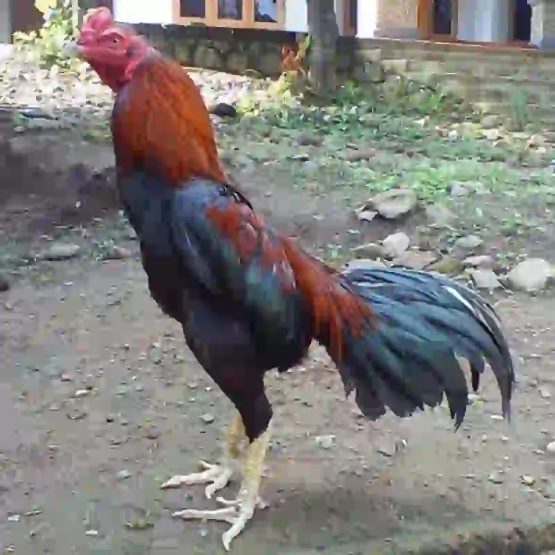 Jenis Ayam Aduan Paling Ditakuti di Arena, Kamu Punya yang Mana?