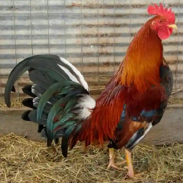 Cara Melatih Refleks Ayam Bangkok untuk Pertarungan